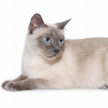 猫の体にできる「しこり」「出来物」は肥満細胞腫かも?シャム猫さん要注意!