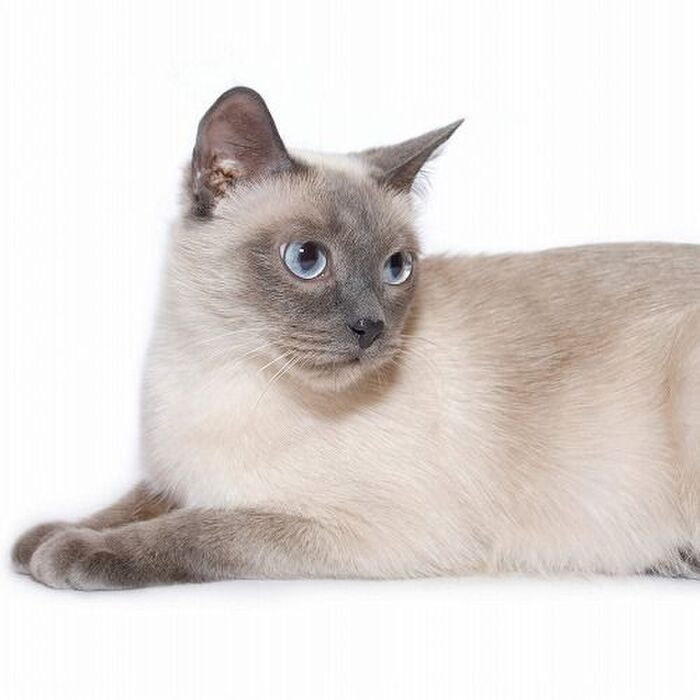 猫の体にできる「しこり」「出来物」は肥満細胞腫かも?シャム猫さん要注意!