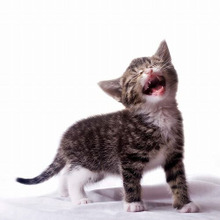 知らなかった〜!仔猫の思い出♡「猫の乳歯」の抜ける時期を知っておこう♪