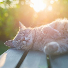 猫も夢を見るの?猫の寝言から考える睡眠の不思議とは