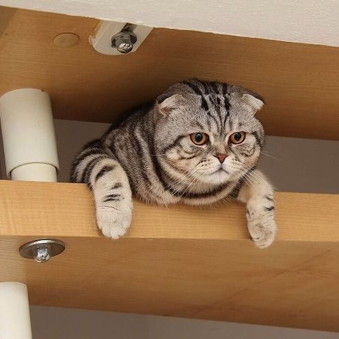 お猫様がなぜか不機嫌…(涙)そんな時に飼い主がするべき3か条