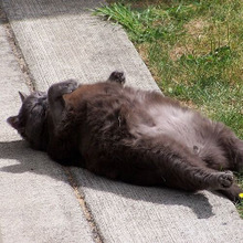 飼い主に似たの?猫の面白すぎる寝相の理由とは