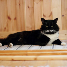 猫が顔を洗うと雨が降る?猫の『言い伝え』のウソホント!前編