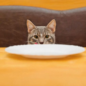 猫の困った大好物…海苔。どうしてあげてはいけないの?