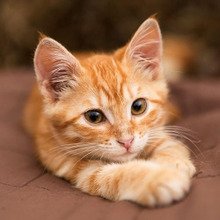 本当に分りにくい!猫が具合がわるいかどうかは○○○○でチェック☆