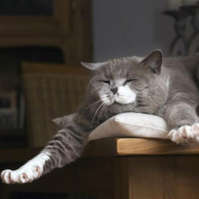 冬に怖いのは猫の静電気?乾燥する冬に気をつけたい事ベスト3