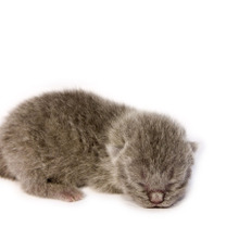 猫の命を守ろう!全国的に広がる『殺処分ゼロ』対策がすごい~後編~