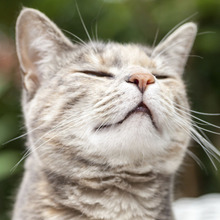 【猫の不思議】猫が獣臭くない3つの理由