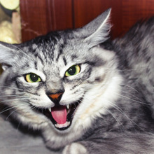 猫に歯磨きは必要ないかも?猫と虫歯の不思議な関係