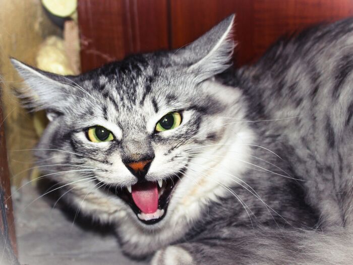 猫に歯磨きは必要ないかも?猫と虫歯の不思議な関係