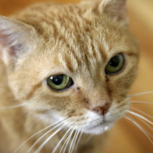 猫にもっと水分を取らせたい!でも猫に麦茶はOKなの?