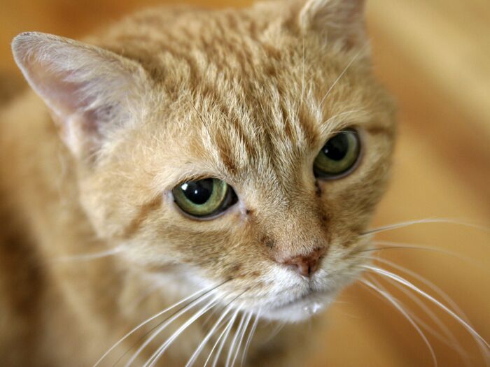 猫にもっと水分を取らせたい!でも猫に麦茶はOKなの?