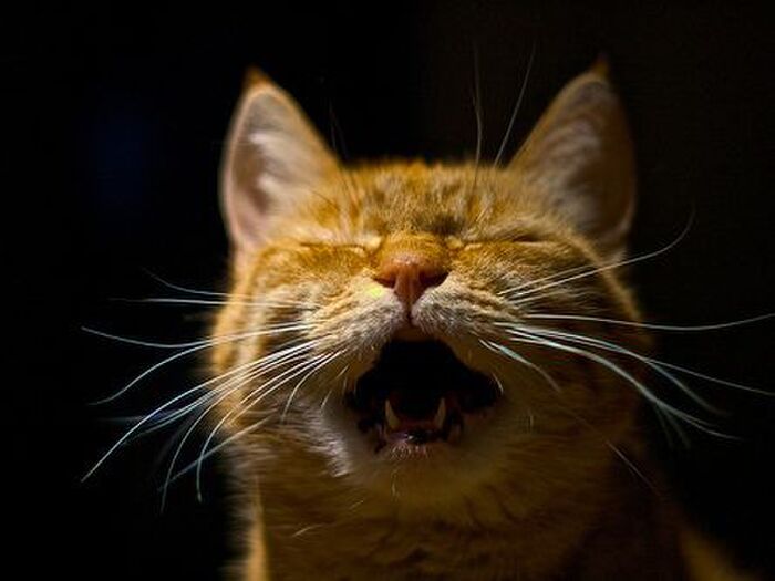 ☆虫歯菌はいないが歯周病菌はいる!