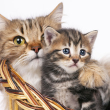 猫の命を守ろう!全国的に広がる『殺処分ゼロ』対策がすごい~前編~