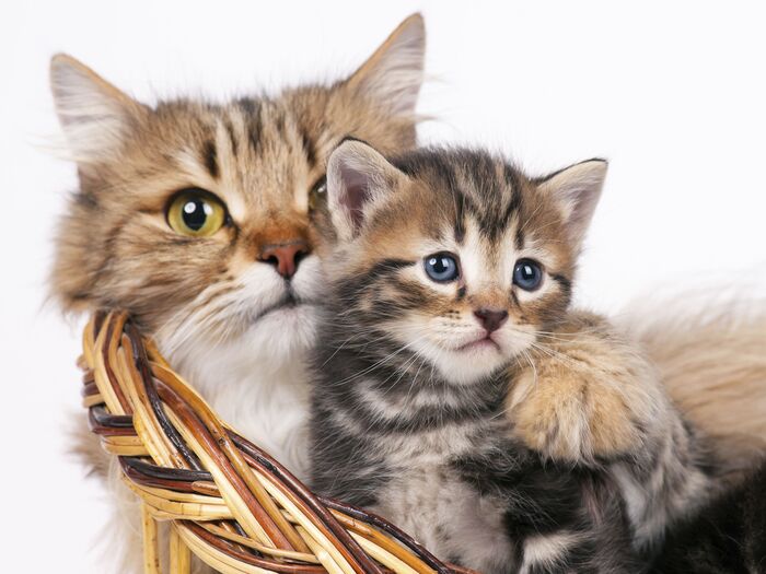 猫の命を守ろう!全国的に広がる『殺処分ゼロ』対策がすごい~前編~