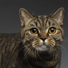 猫がむせるのは意外なコレが原因だった?飼い主が注意したいポイント