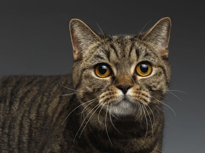 猫がむせるのは意外なコレが原因だった?飼い主が注意したいポイント