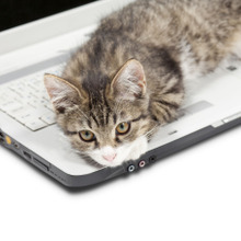 実は3時間しか寝ていない?猫とスティーブ・ジョブズの意外な共通点