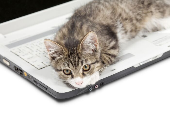 実は3時間しか寝ていない?猫とスティーブ・ジョブズの意外な共通点