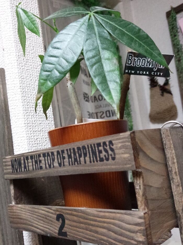 観葉植物にイン