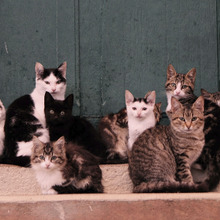 猫の群れには法則があった☆猫に学ぶ他人との付き合い方とは