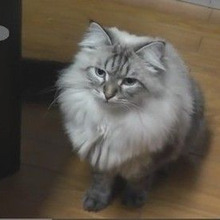 その胸毛に顔をうずめたい♡猫の「サイベリアン」の魅力とは