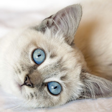 人間とはまるで違う!猫の目の色や性質はとてもミステリアス♪