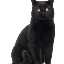 黒猫ちゃんは特に要注意!猫のメラノーマについて知っておこう