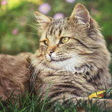 やってきました発情期☆猫の発情期に知っておくと良いメス猫事情とは