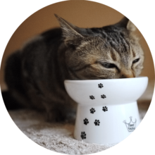 意外に多い?冬の猫にありがちな脱水症状を見分けるサイン