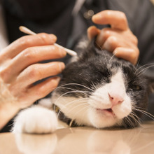 【猫の不思議】猫が舌をしまい忘れる3つの理由