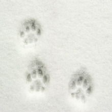 猫も庭を駆け回る!雪が大好きな猫たちまとめ