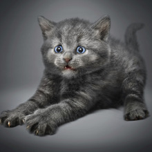 猫は夜行性。でも夜の運動会は勘弁して!という悩みを100円で解決!