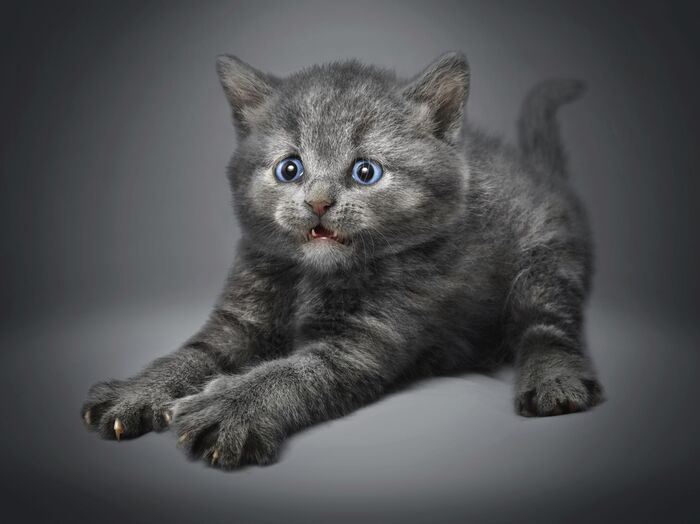 猫は夜行性。でも夜の運動会は勘弁して!という悩みを100円で解決!