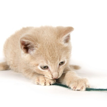 私より好きなの?でも毛布を好きすぎる猫はもしかして○○○○かも…。