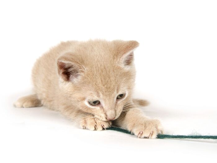 私より好きなの?でも毛布を好きすぎる猫はもしかして○○○○かも…。