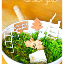 100均お鍋で作る!世界に1つの箱庭(miniature garden)