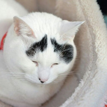 幸せになる?!幸運を呼ぶ困り顔『ハチ』ってどんな猫?