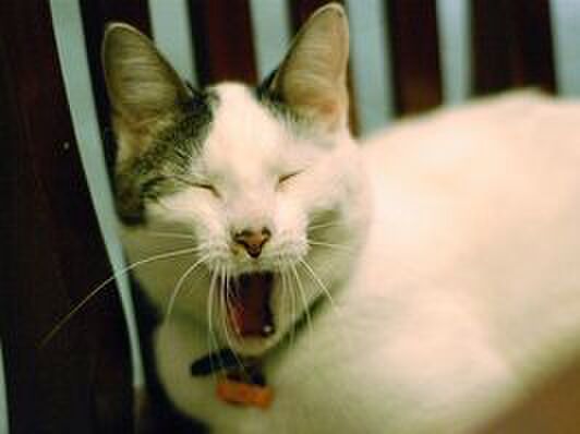 猫が「変顔」をしている時=これは!もしかして♡