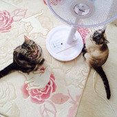 クーラーと扇風機の消費電力を比較してみたら意外な結果に!?