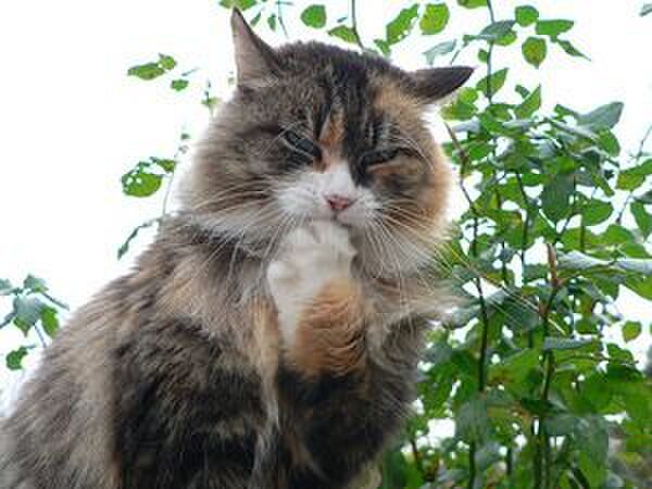 ケンカ中に優雅に毛づくろいをする時=怖い!どうしよ