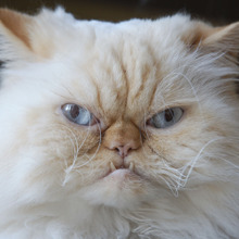 これって猫の認知症?猫の高齢化問題がジワジワ来てる…。