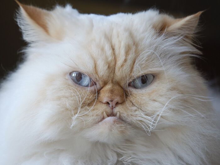 これって猫の認知症?猫の高齢化問題がジワジワ来てる…。