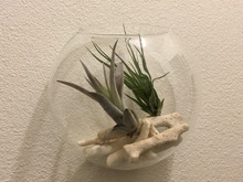 100円のエアープランツと拾ったサンゴでミニテラリウム