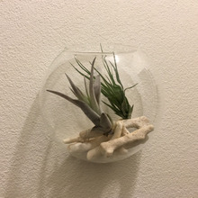 100円のエアープランツと拾ったサンゴでミニテラリウム