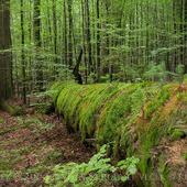 丸紅新電力とジブリが電気コラボ!!プランGは割高??