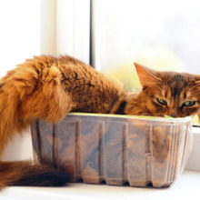 猫がご飯を食べません…。猫の流動食、みんなの悩みを解決します!