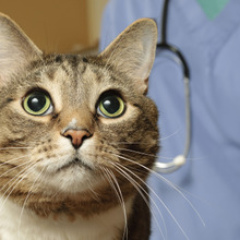 猫が涙を流してる…!高齢の猫ならもしかして緑内障かも?