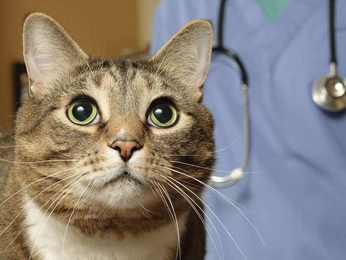 猫が涙を流してる…!高齢の猫ならもしかして緑内障かも?