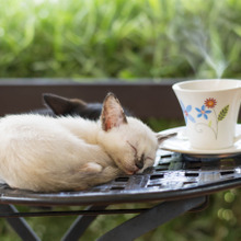 猫が緑茶を飲んじゃった!コレって大丈夫?猫に危険な飲み物とは